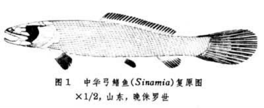 中华弓鱼