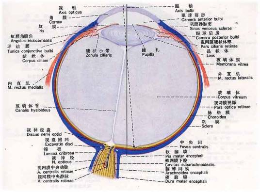玻璃体（人体眼球组织）