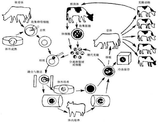 胚胎细胞核移植