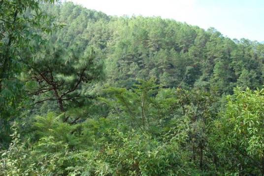 文旦自然村