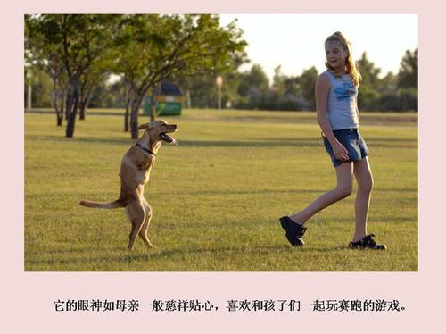 小狗Faith