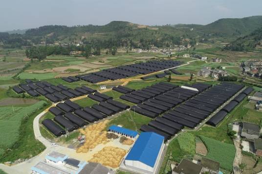 惠之农天麻基地