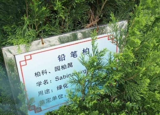 铅笔柏种源DT01