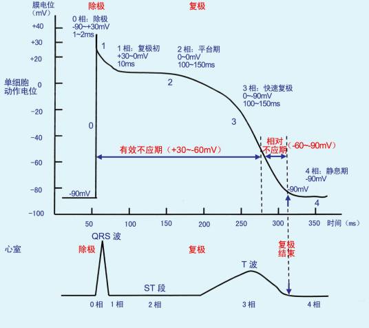 有效不应期