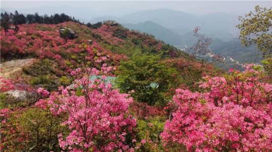 黄狮寨林场