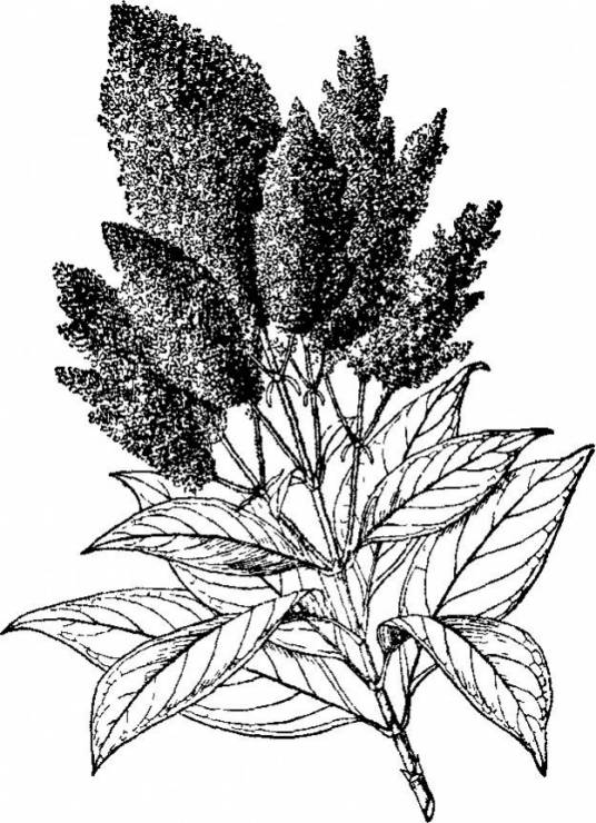 红木水锦树