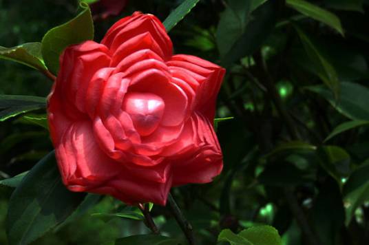 状元红（茶花品种）