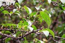 川鄂山茱萸（山茱萸科山茱萸属植物）