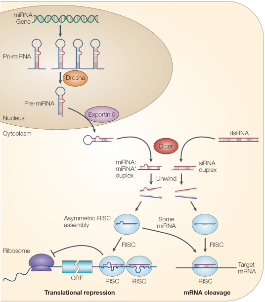 micro RNA