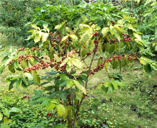 小粒咖啡