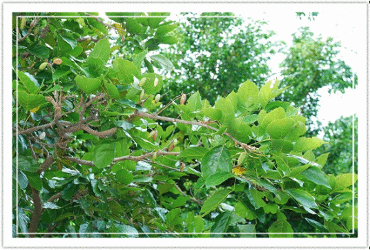 野黄皮（芸香科植物）
