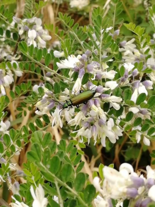 绿芫菁
