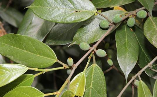 珍珠莲（桑科榕属植物）