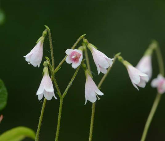 北极花