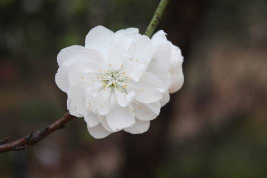 白桃花（柳叶菜科山桃草属植物）