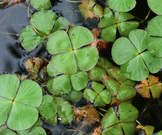 苹（蕨类植物）