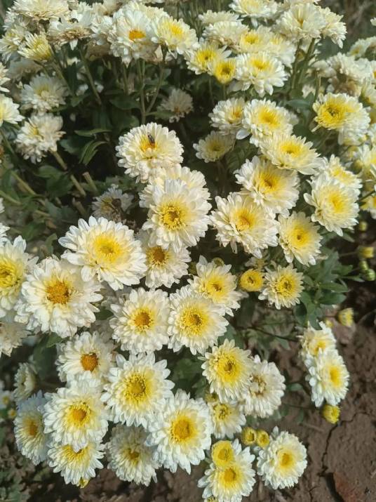 山菊花（菊科菊属植物）
