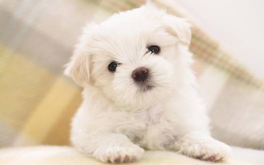 宠物狗（圈养的犬类动物）