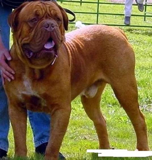 波尔多葡萄红犬