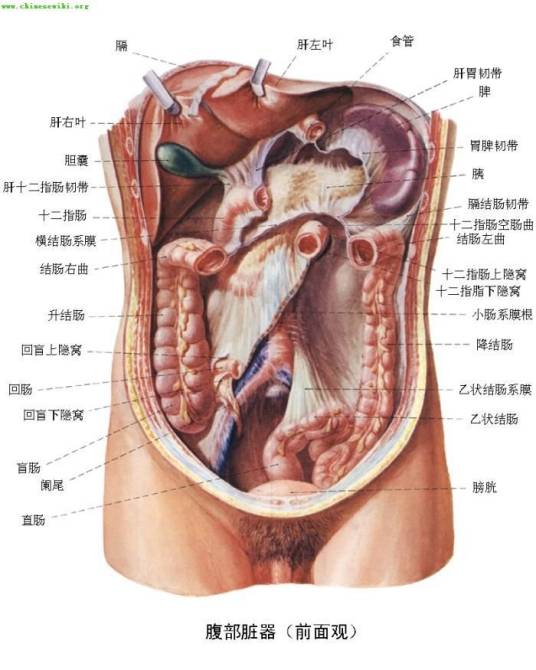 人体器官电活动图