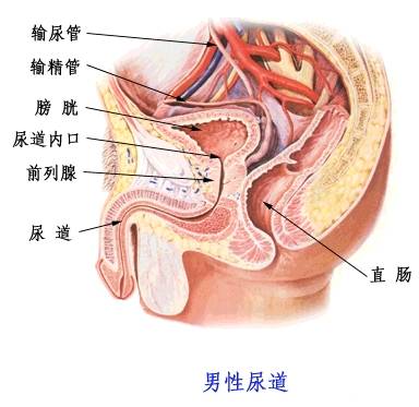男性尿道