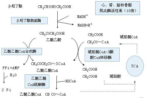 α-氧化