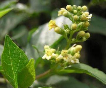 大臭黄荆（马鞭草科豆腐柴属植物）