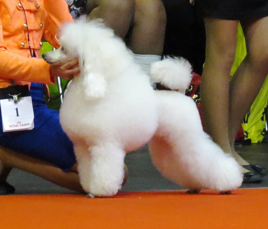 贵宾犬（体型多样，造型百变的玩赏犬（犬科犬属动物））
