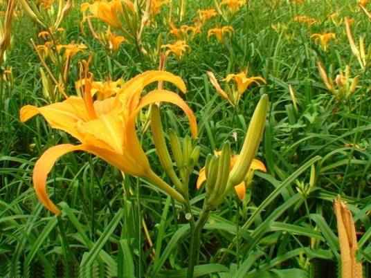 庆阳黄花菜