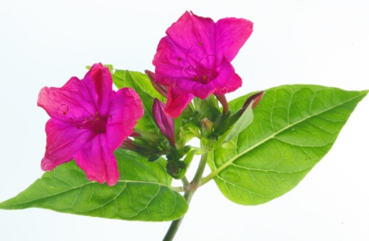 晚饭花（植物）