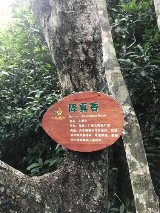 降真香（豆目蝶形花科植物）