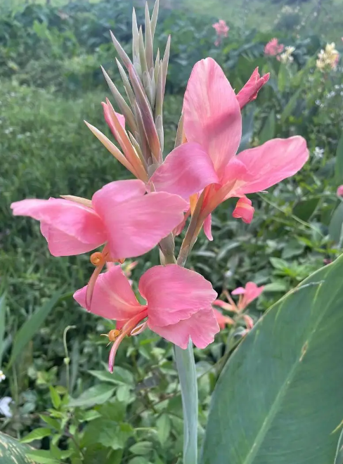 美人蕉特性及品种