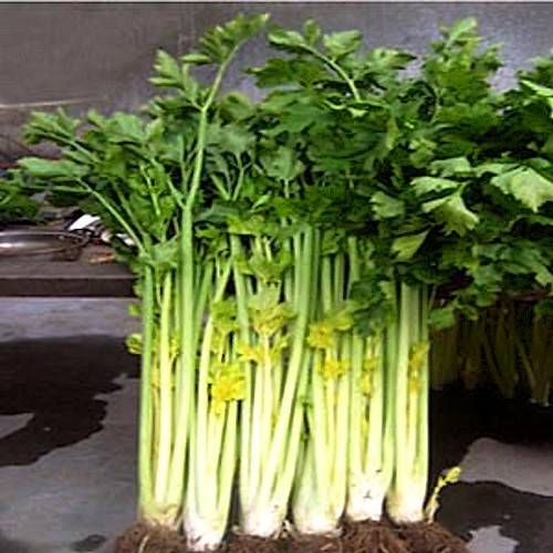 马家沟芹菜