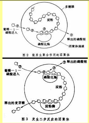 团聚体（生物工程名词）