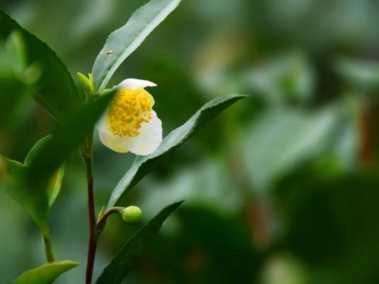 茶树花（山茶科山茶属植物）