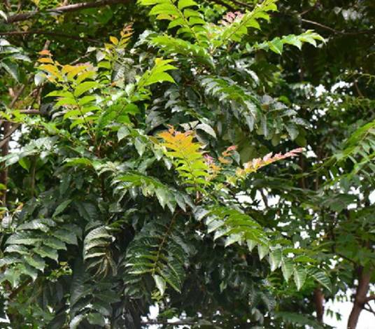麻楝（楝科麻楝属植物）