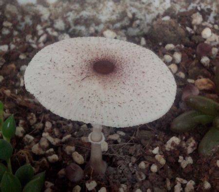 细环柄菇