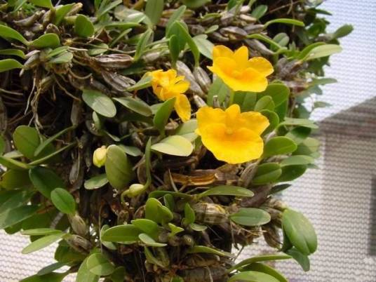 小黄花石斛