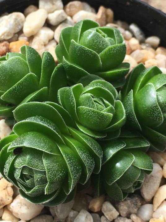 花椿（景天科青锁龙属植物）