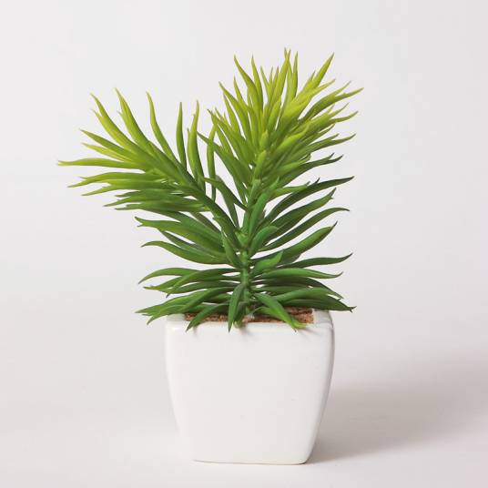 迷你植物