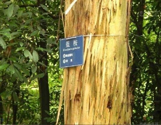 蓝桉优树-276