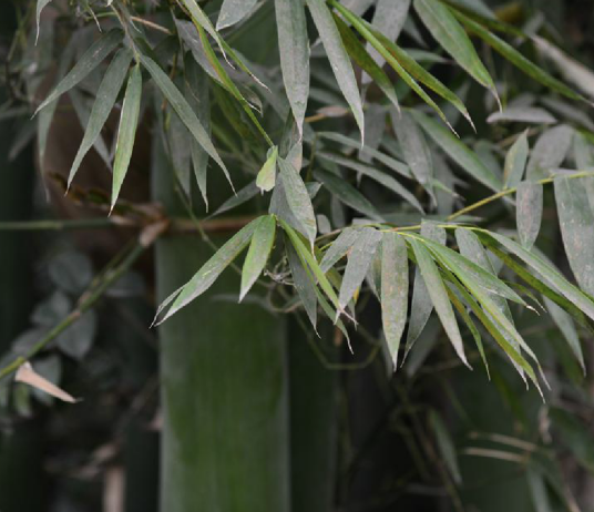 大绿竹