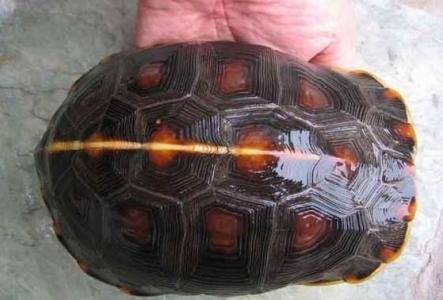 盒龟属