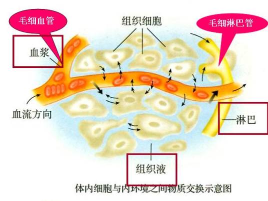 稳态（生物学术语）
