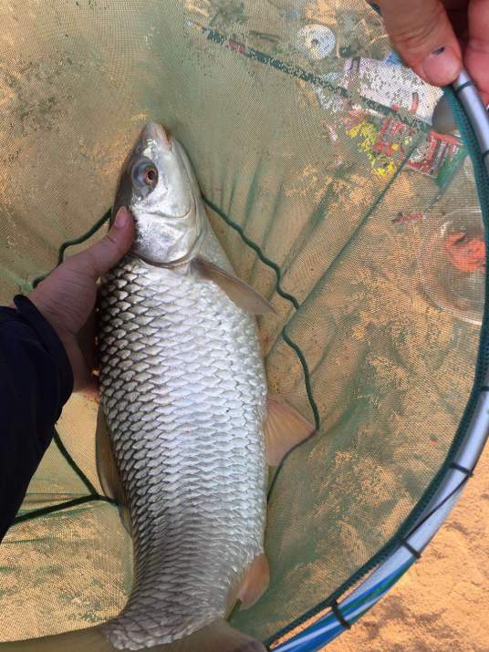 麦瑞加拉鲮
