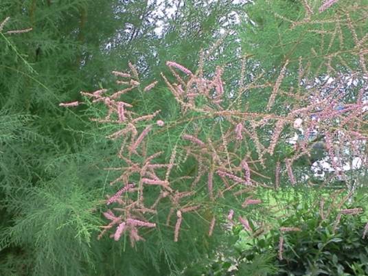 红荆花