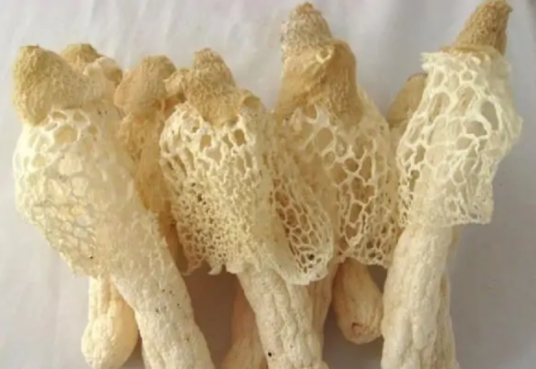 竹菇
