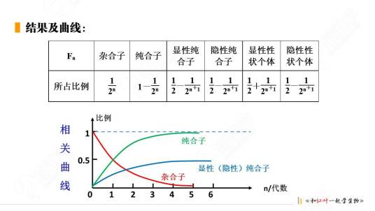 杂合子