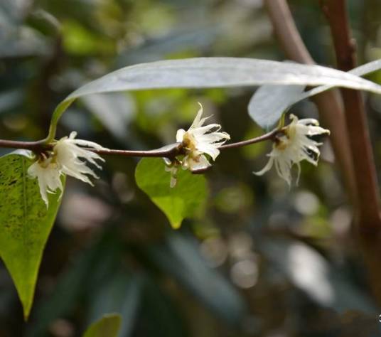 山蜡梅（蜡梅科蜡梅属植物）