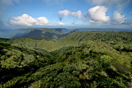 大风堡原始森林（原始森林）